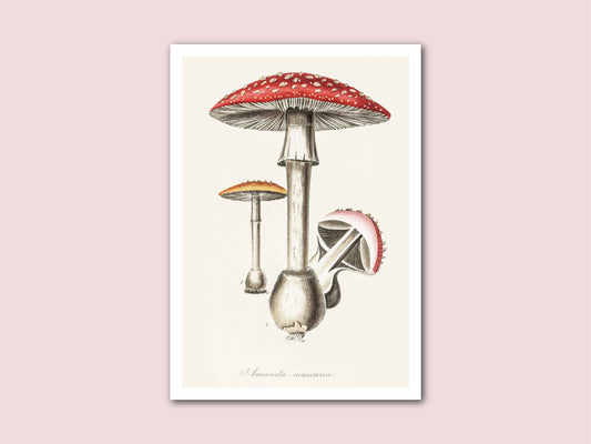 Mushroom Toadstool Vintage Botanical Print by Holland Road Vintage Prints